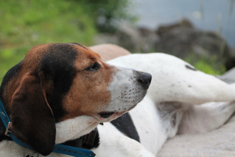 Halden hound lying on the carpet