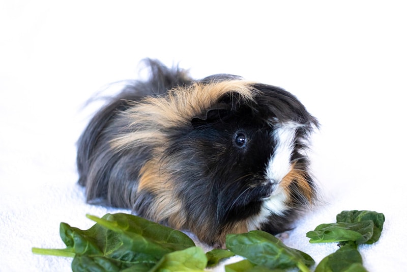 Hamster eating Spinach