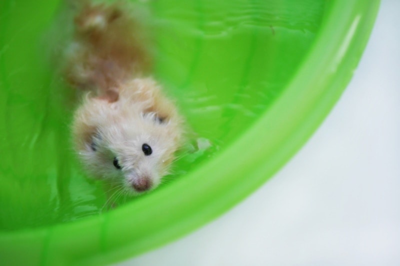 Hamster swimming in a plastic tub