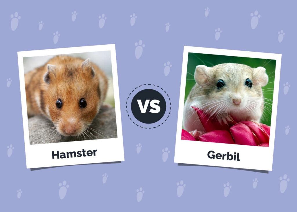 Hamsters Vs Gerbils The Main Differences Vet Verified Info With 