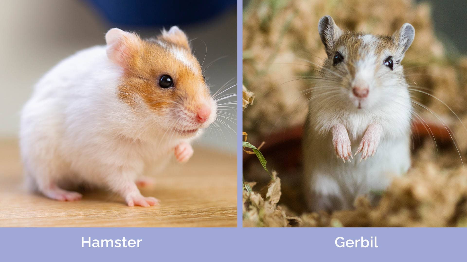 Hamsters Vs Gerbils The Main Differences Vet Verified Info With 