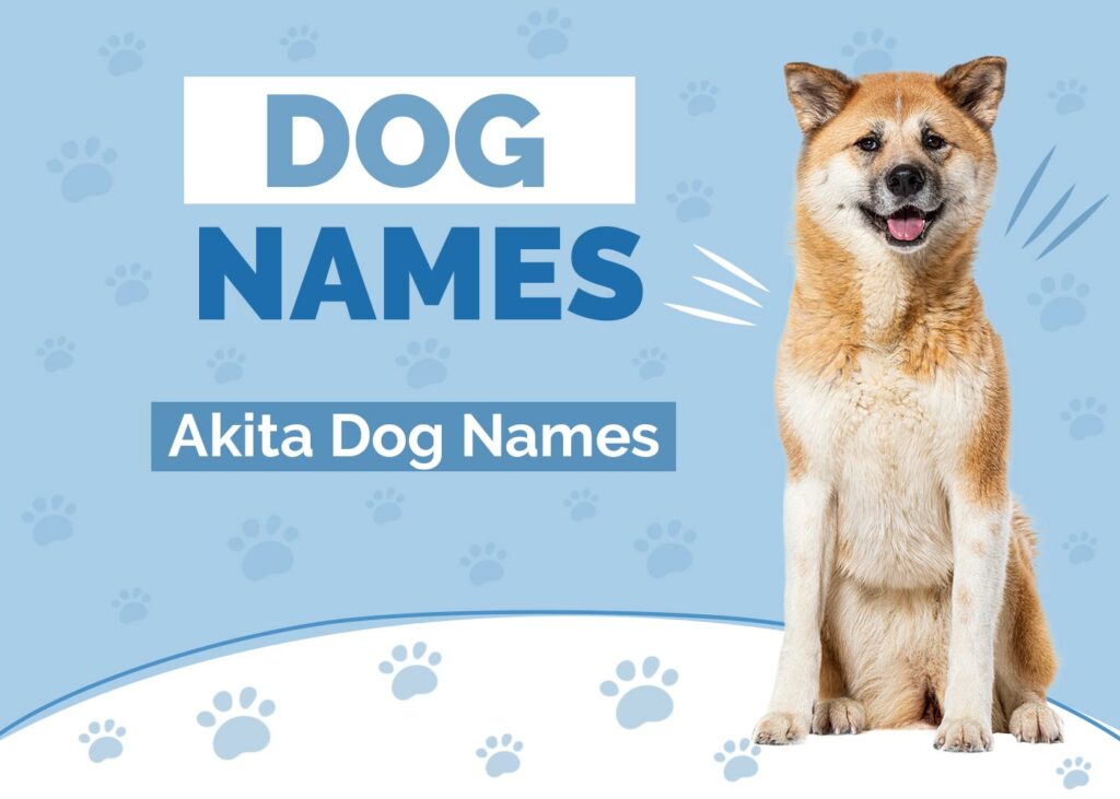 Amazing Names for Akitas