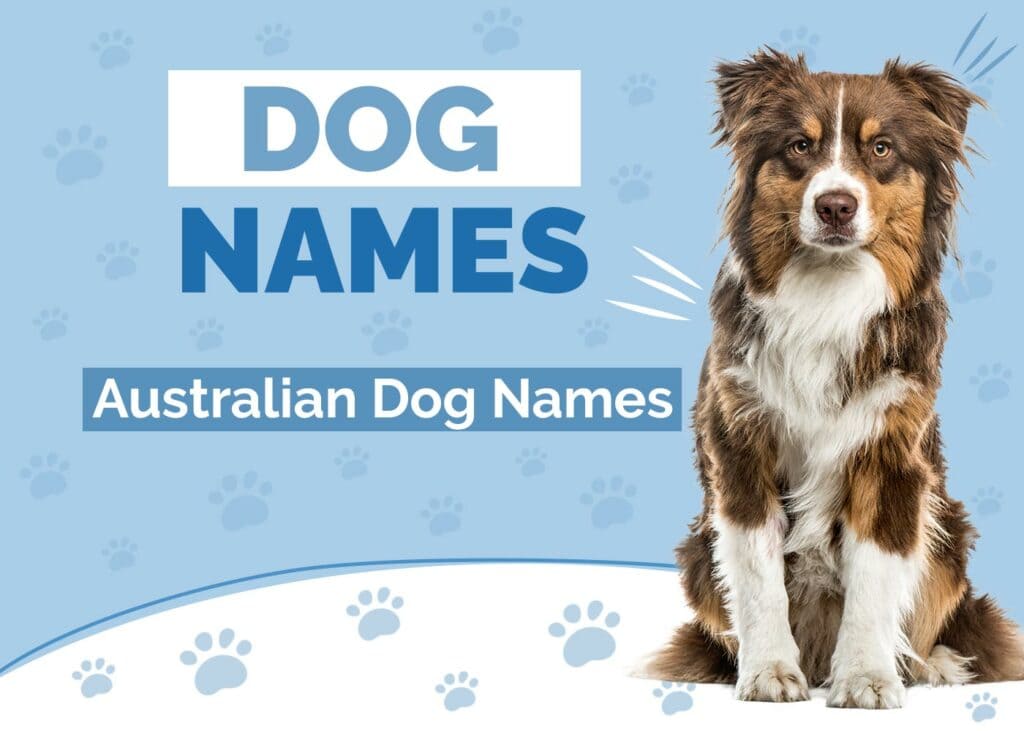 Australian Dog Names