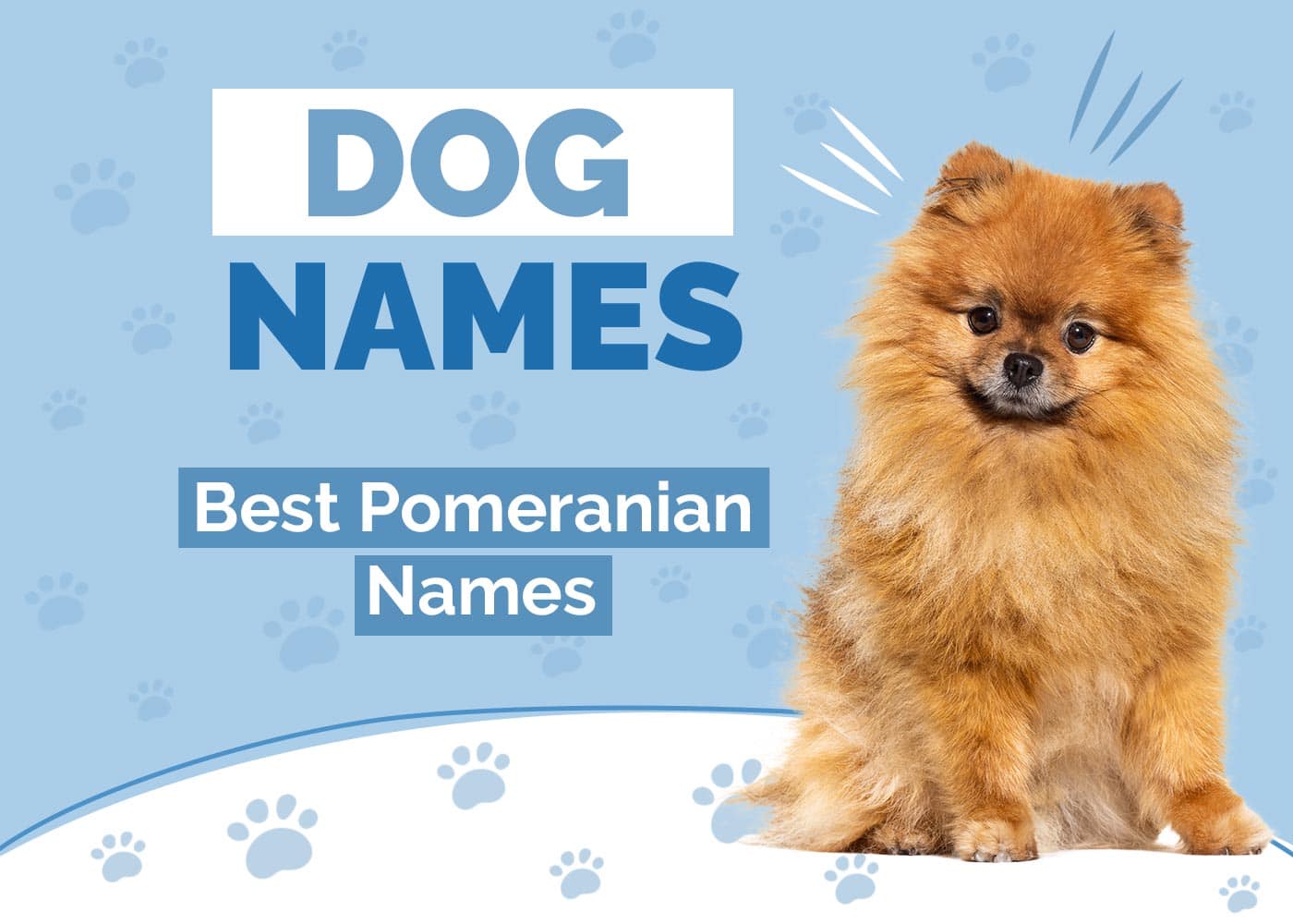 Pomeranian Dog Names