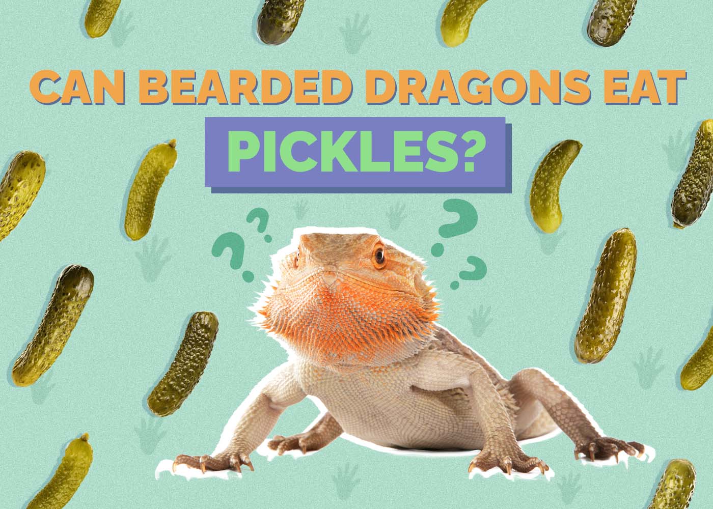 Hepper_Can Bearded Dragons Eat_Pickles 2024
