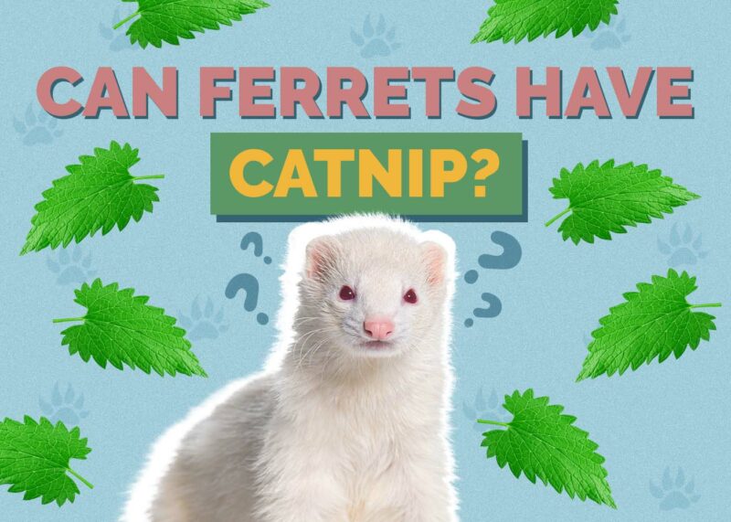 Hepper_Can Ferrets Have_Catnip