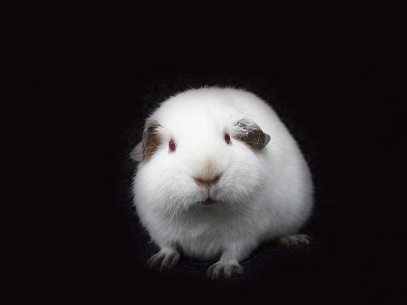 Himalayan Guinea Pig on black background