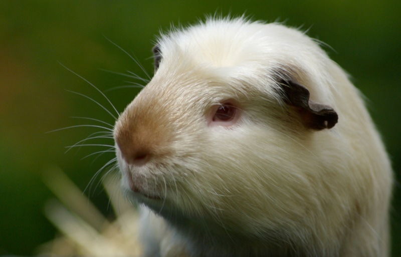 Himalayan guinea pig close up