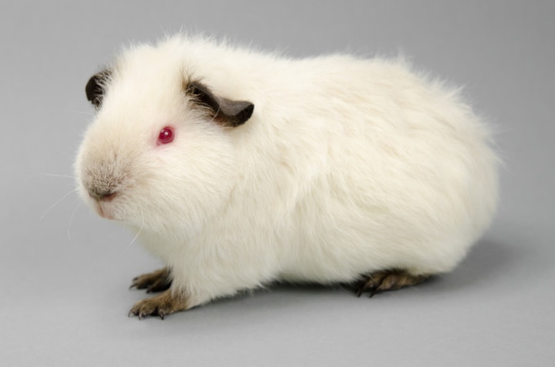 Himalayan guinea pig isolated on white background