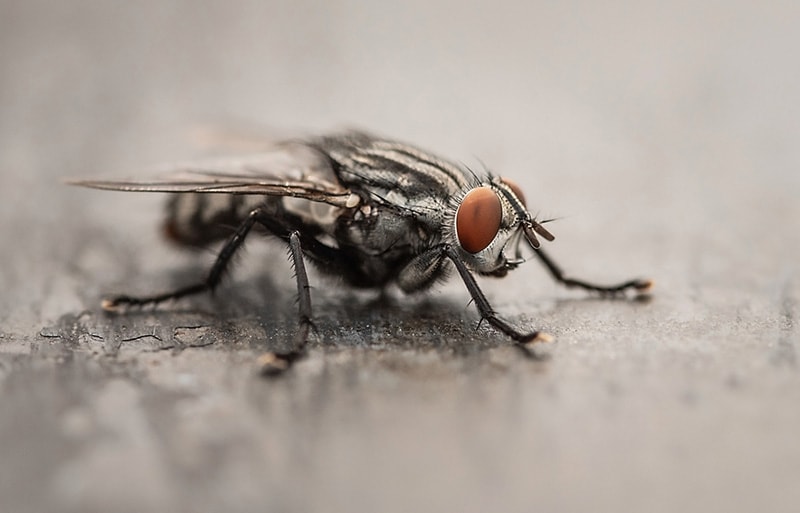 Houseflies