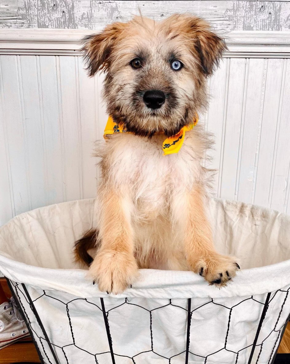 Husky Wheaten Terrier Mix in a basket