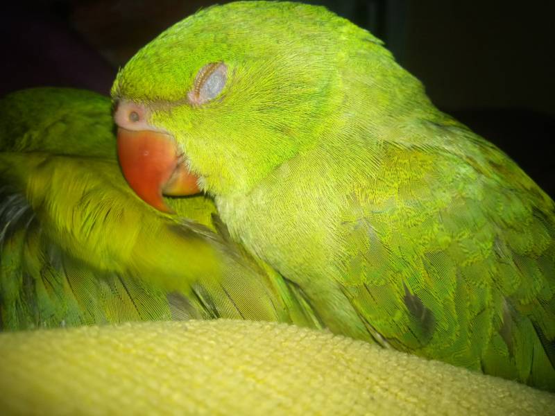 Indian Ring neck parrot sleeping