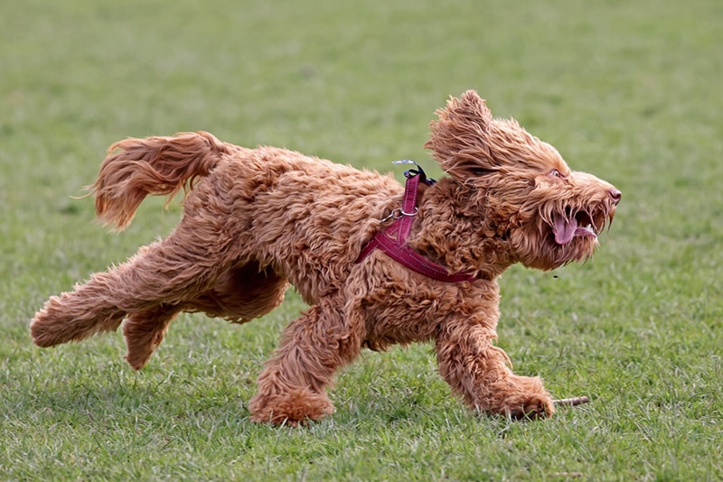 Irish doodle running on the beach