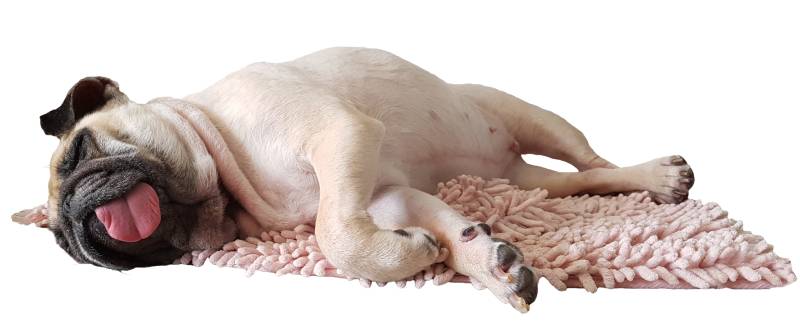 Isolate cute pug dog sleep on one's side at pink mat floor with tongue sticking out on white background 