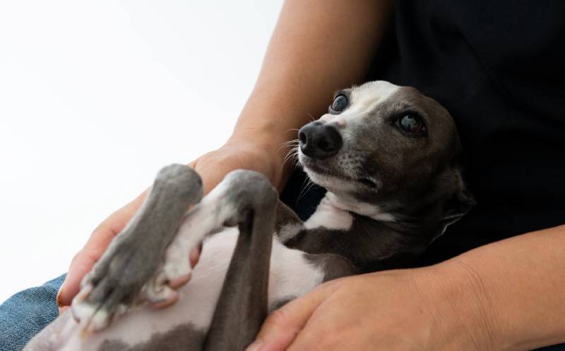 Italian greyhound dog lying on owner's legs