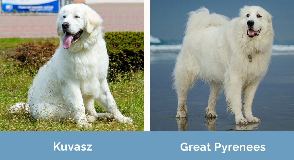 Kuvasz vs Great Pyrenees side by side