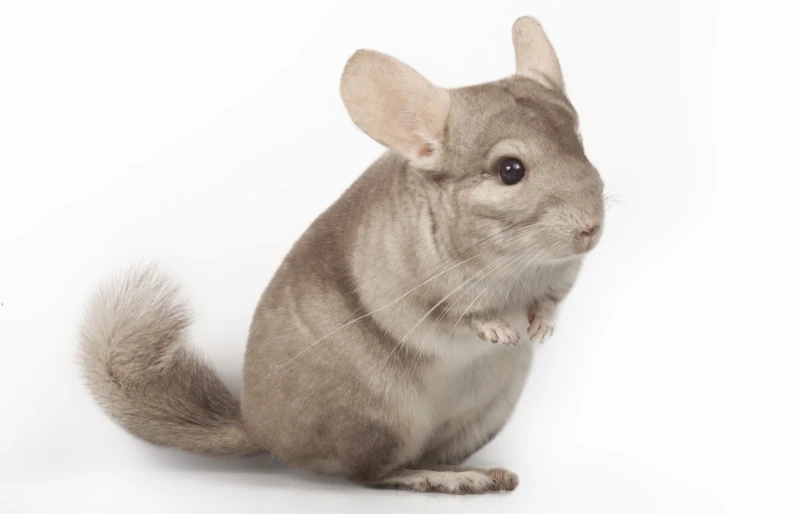 Lilac chinchilla on white background
