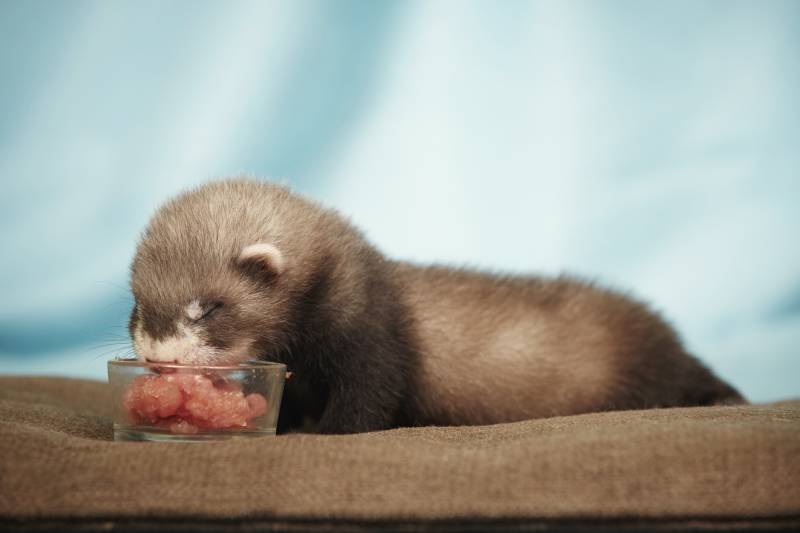 Little ferret eating meat