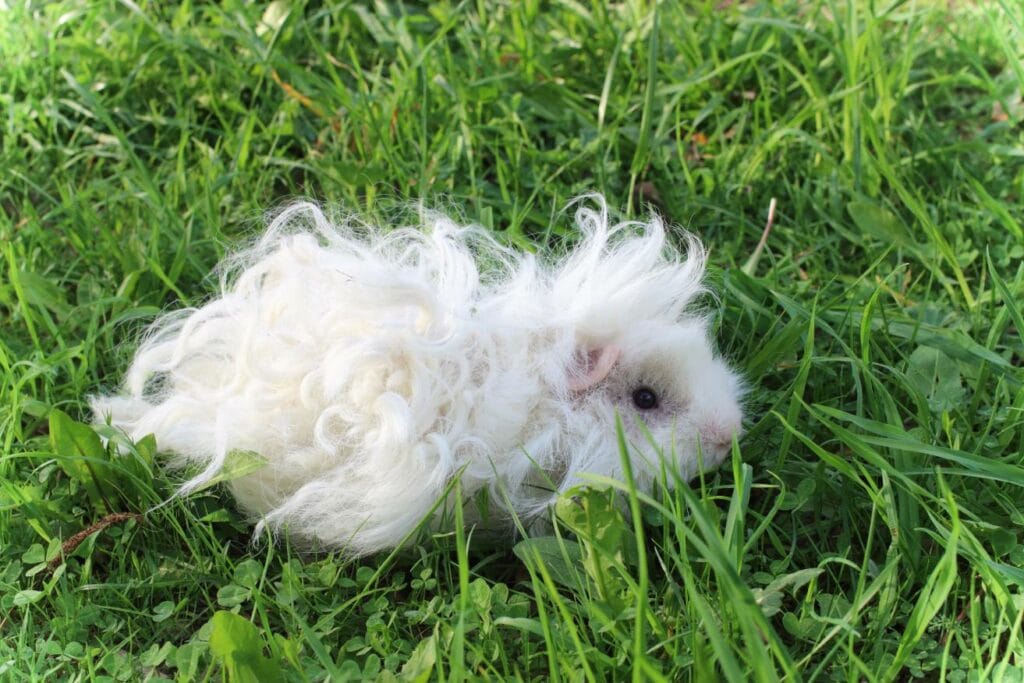 Lunkarya Guinea Pig