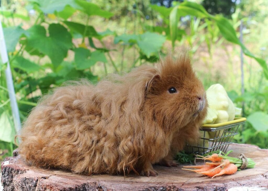 Lunkarya Guinea Pig