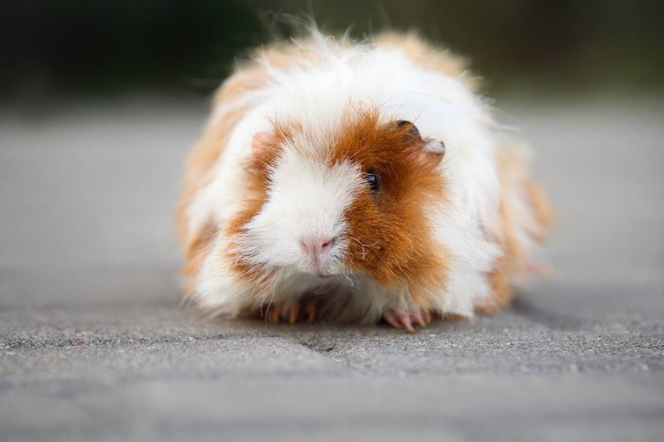 Lunkarya Guinea Pig