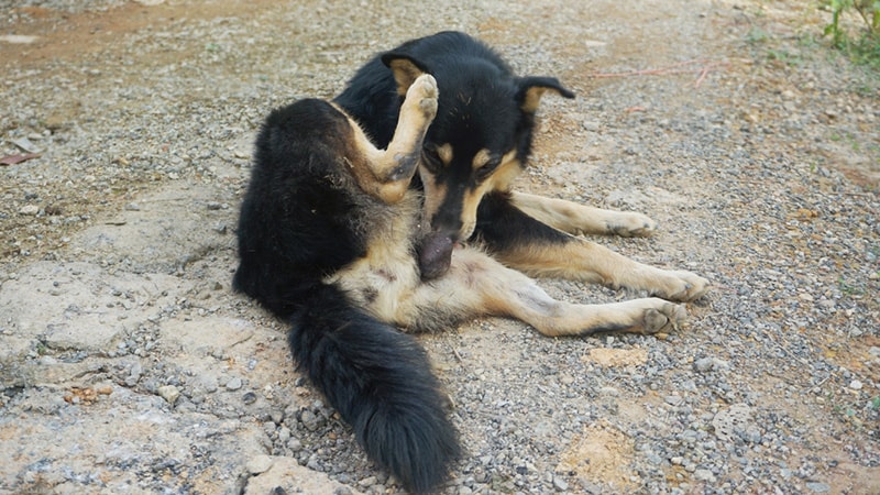 Male Black Dog Lick Their Privates, Genital licking