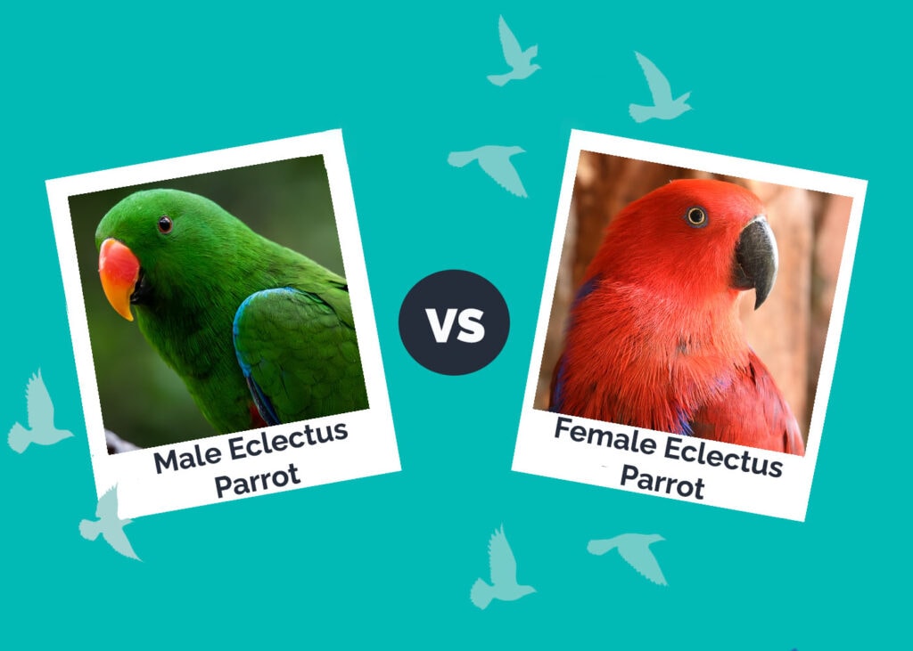 Male vs Female Eclectus Parrot