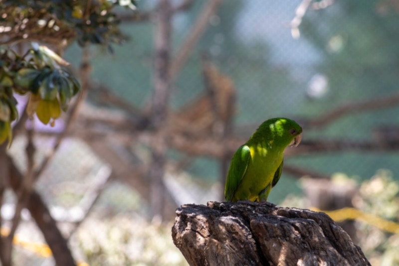 Mexican Green Conure on a tree stump