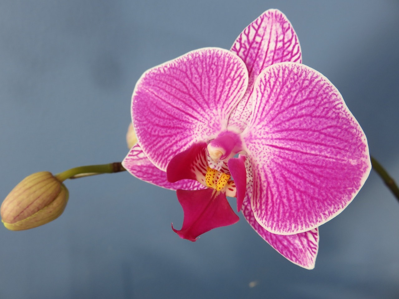 Moth Orchid