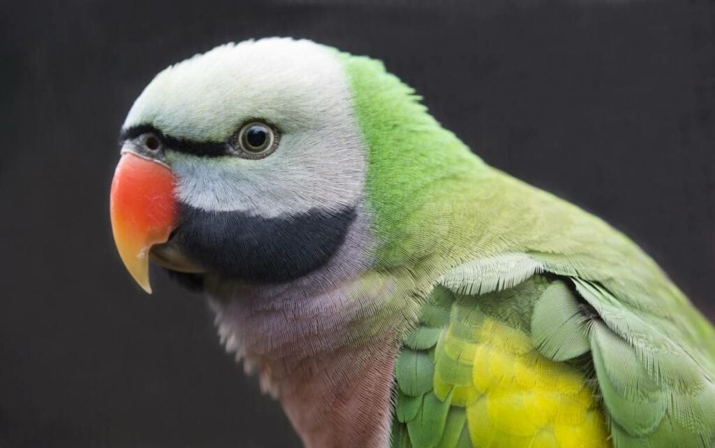Mustache Parakeet
