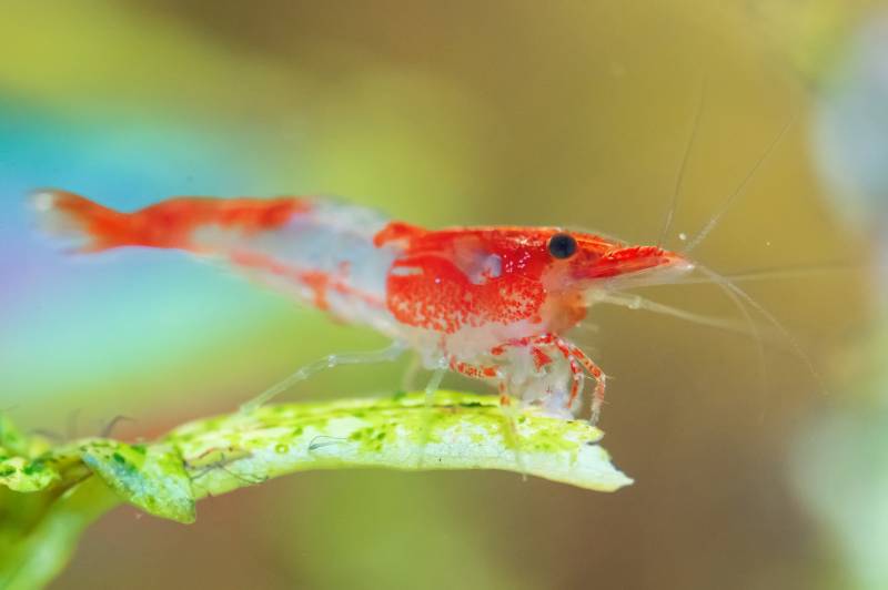 Neocaridina davidi or Rili shrimp in freshwater aquarium