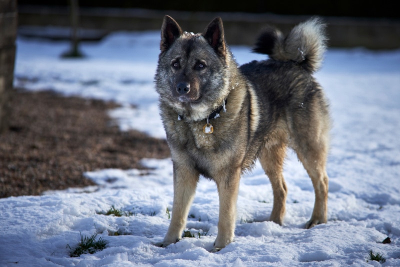 Norwegian Elkhound dog standing on the ground covered in snow