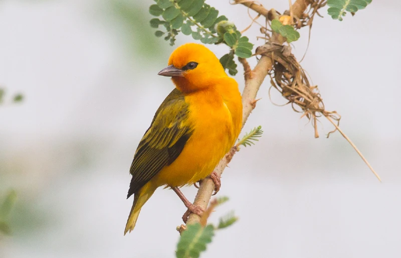 Orange Weaver bird (Ploceus aurantius rex) along the shore of Lake Victoria in Entebbe, Uganda