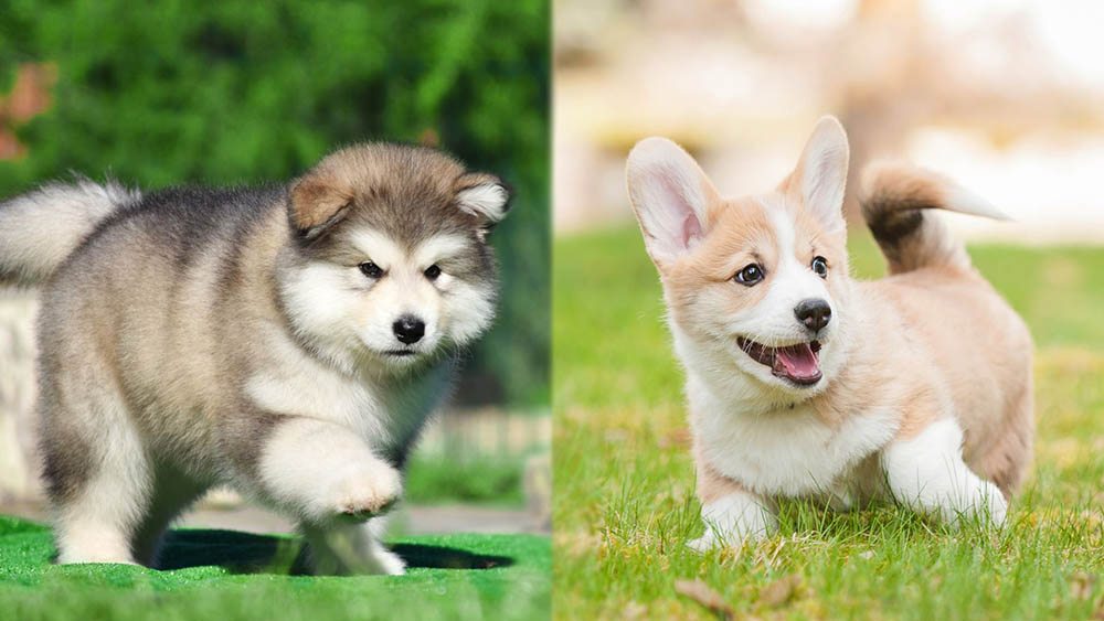 Parent Breeds of Alaskan Malamute Corgi Mix (puppy version)