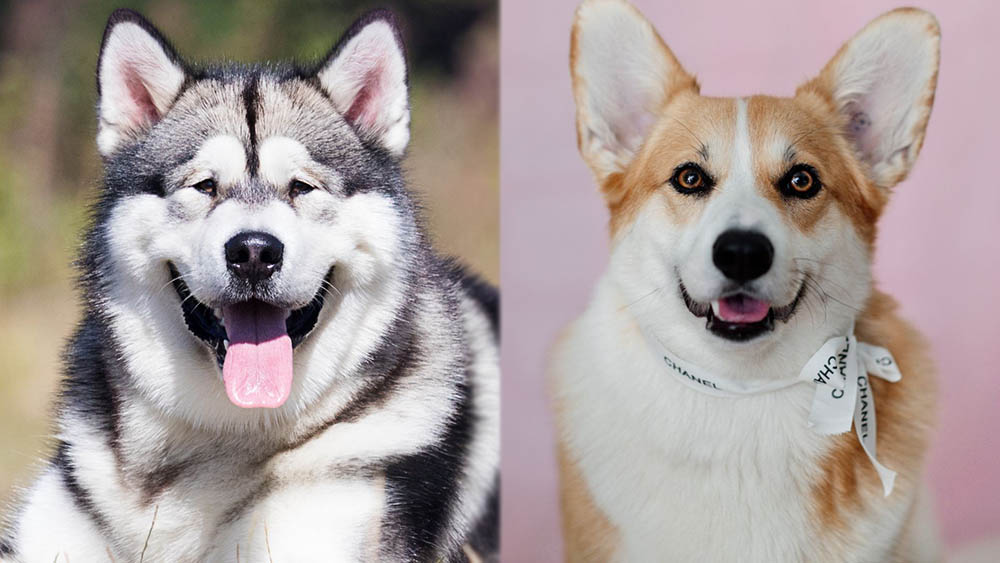 Parent Breeds of Alaskan Malamute Corgi Mix