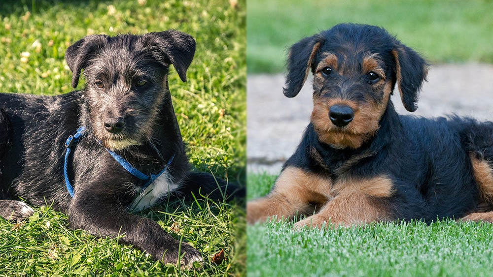 Parent Breeds of Irish Wolfhound Airedale Terrier Mix - puppy version