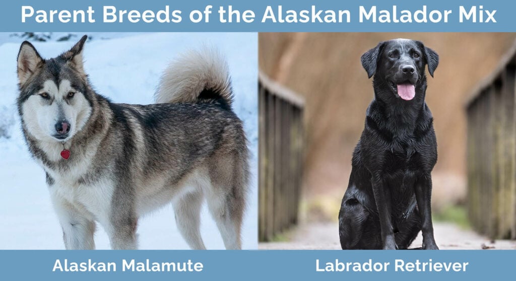 Parent Breeds of the Alaskan Malador