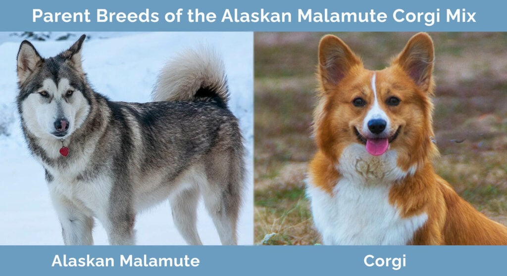 Parent Breeds of the Alaskan Malamute Corgi Mix