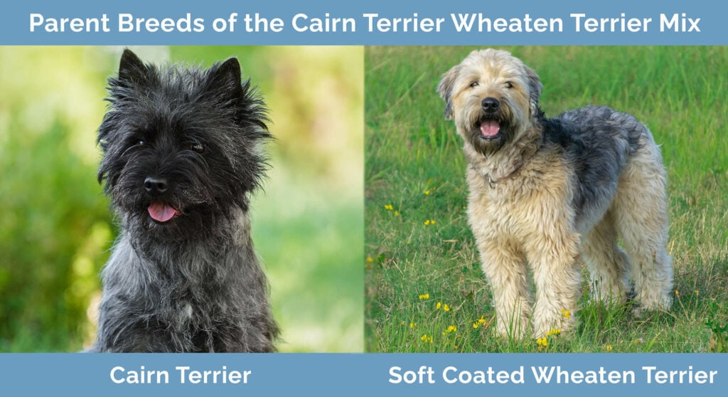 Parent Breeds of the Cairn Terrier Wheaten Terrier Mix