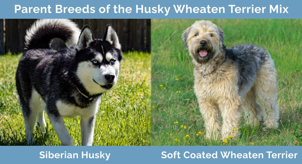 Parent Breeds of the Husky Wheaten Terrier Mix