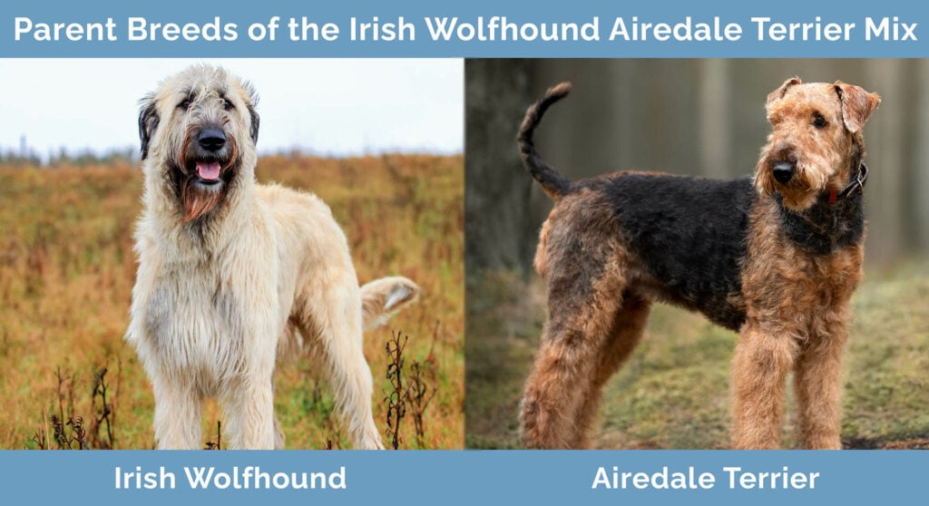 Parent Breeds of the Irish Wolfhound Airedale Terrier Mix