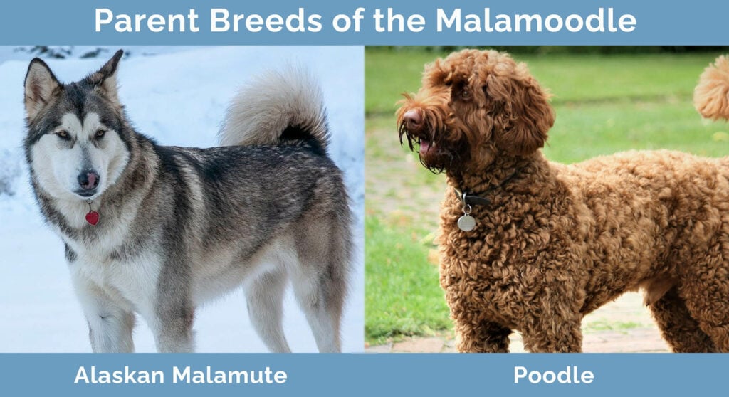 Parent Breeds of the Malamoodle