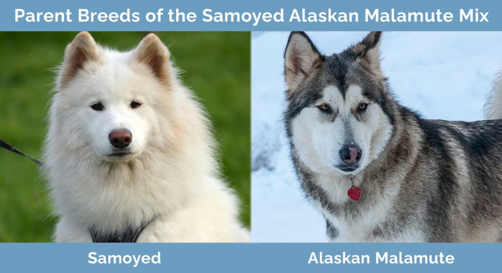 Parent Breeds of the Samoyed Alaskan Malamute Mix