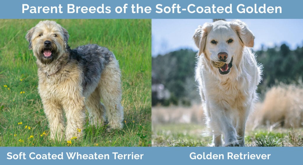 Parent Breeds of the Soft-Coated Golden