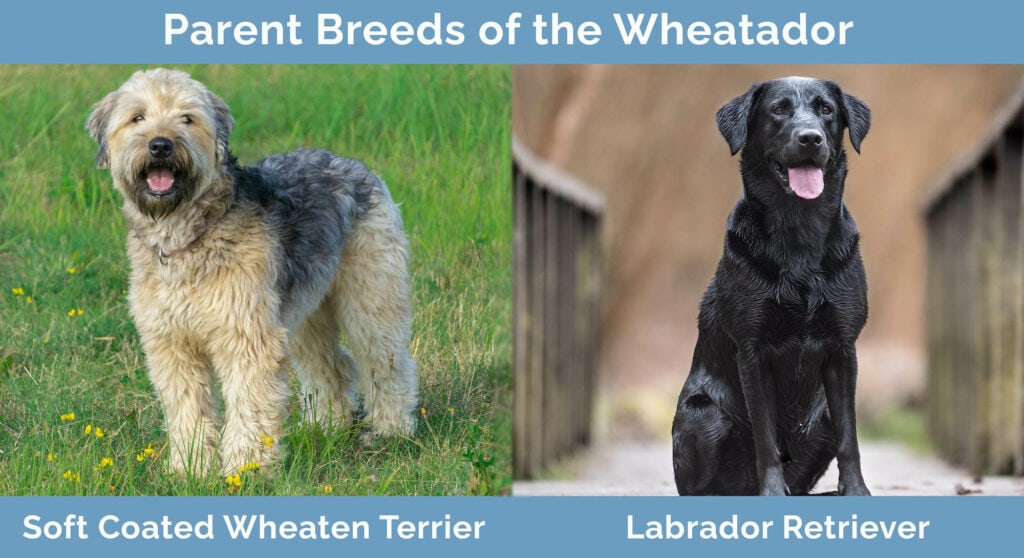 Parent Breeds of the Wheatador