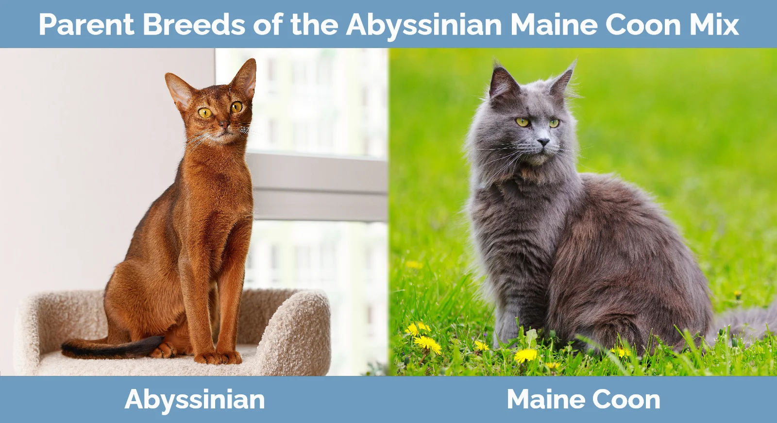 Parent breeds of the Abyssinian Maine Coon Mix