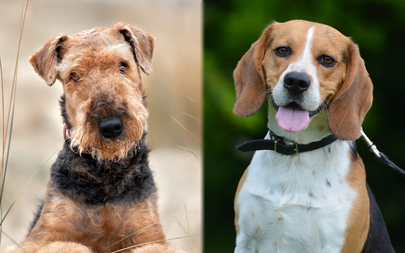 Parent breeds of the Airedale Beagle