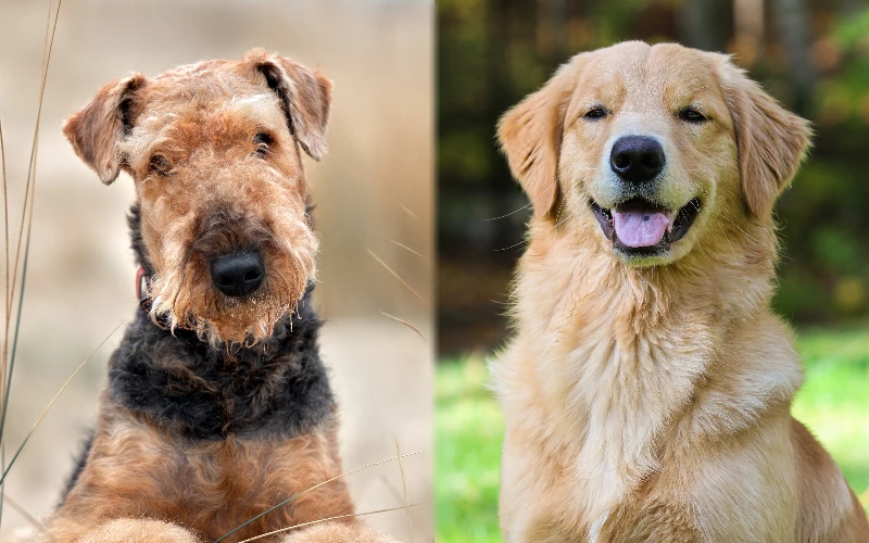 Parent breeds of the Goldendale (Airedale Golden Retriever Mix)