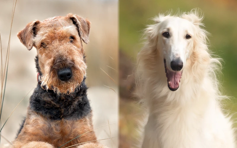Parent breeds of the Borzoi Airedale