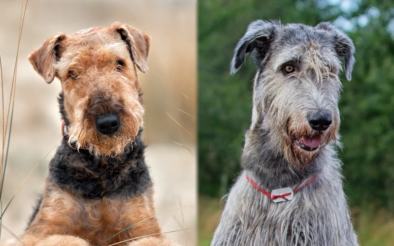 Parent breeds of the Irish Airedale (Airedale Irish Wolfhound Mix)